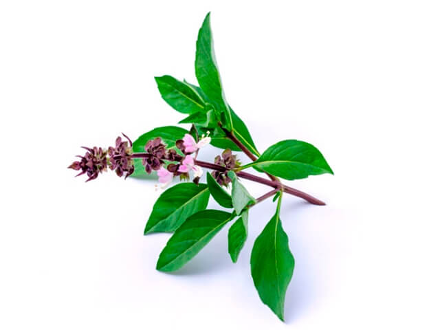 Planta muito utilizada na culinária, mas que também tem um excelente uso do seu óleo essencial. Possui um aroma  doce-picante e refrescante.

De maneira geral é antioxidante, antimicrobiano, digestivo, atua no sistema digestivo, respiratório e nervoso, é também utilizado para tratamento de acnes, feridas, descongestionante, depressão e tensão muscular.