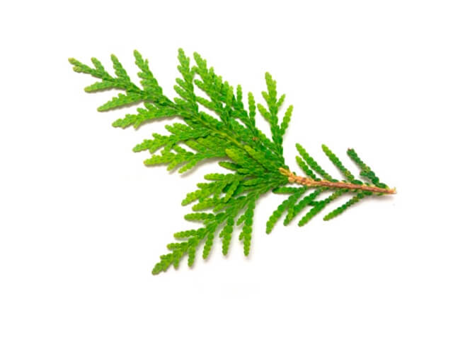 Da espécie cupressus sempervirens, conhecido também como cipreste-italiano ou cipreste europeu. Seu óleo essencial possui um aroma herbal e refrescante. Possui em sua composição química  Alfa pineno, mirceno, cedrol, cedrino, terpinoleno, limoneno.

Suas propriedades entre outras são anti-sépticas, adstringentes, cicatrizantes e bactericidas. Utilizada também para pele oleosa, acne, eczemas e abscessos, celulites, circulação.