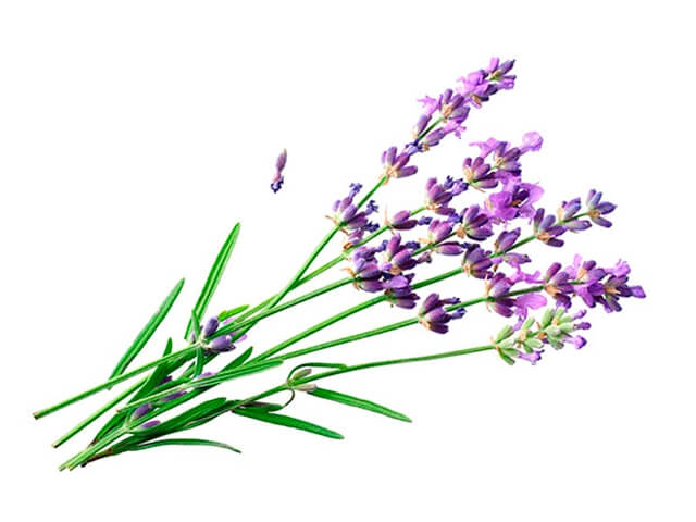 A Lavanda é reverenciada em todo o mundo pela sua beleza e aroma. 

A espécie Lavandula Angustifolia é a que é conhecida popularmente como lavanda francesa ou alfazema. Buscamos um produtor europeu para disponibilizar esse produto aos nossos clientes.

Suas propriedades são extensas. Possui atividades ansiolíticas, anestésica, sedativa e antioxidante. 